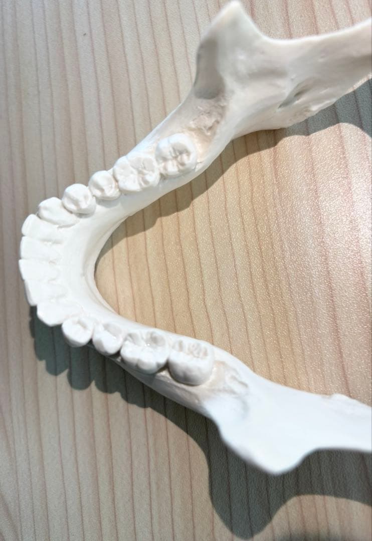 頭蓋骨　ドイツ3B社 模型