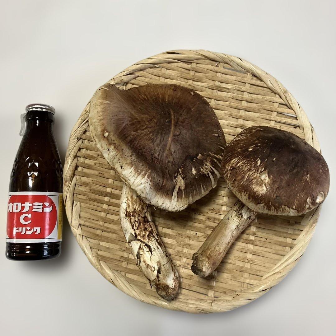 岩手県産松茸　２４５g