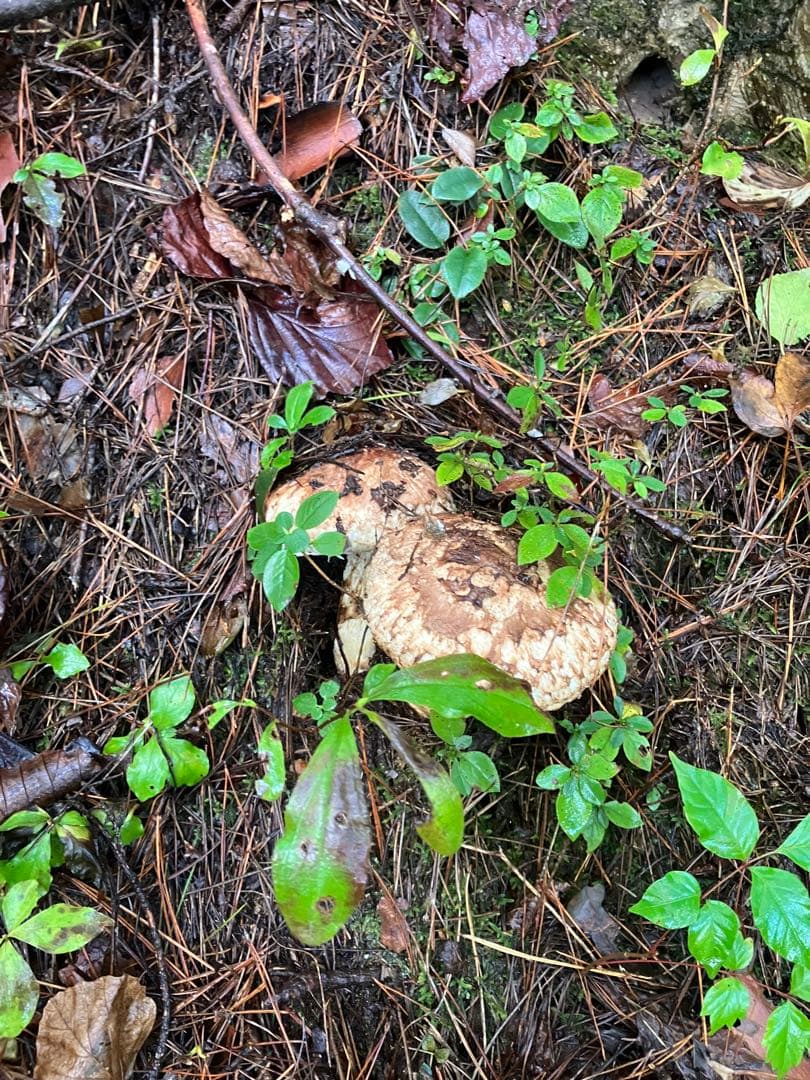 山形県産　松茸　約600g
