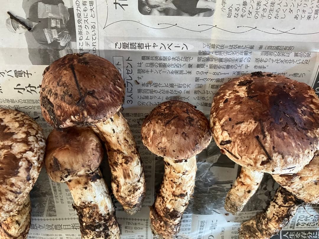 山形県産　松茸　約600g