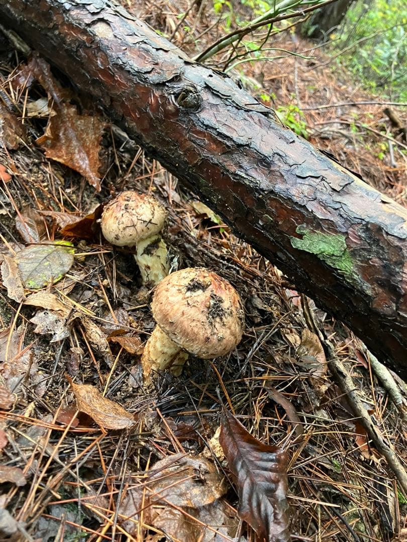 山形県産　松茸　約600g