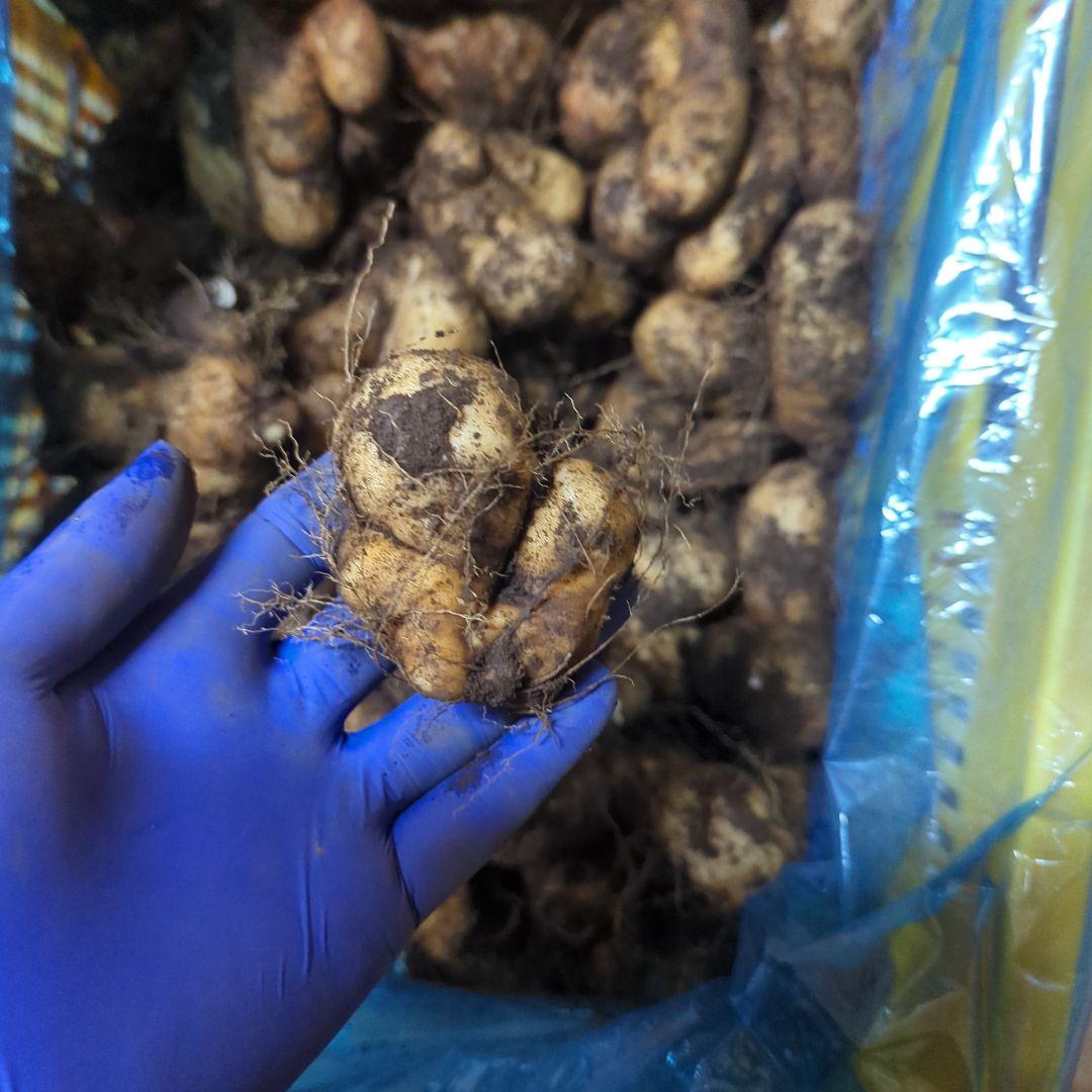 ★su★　新物　やまと芋　80kg　3~4月頃？　ご購入