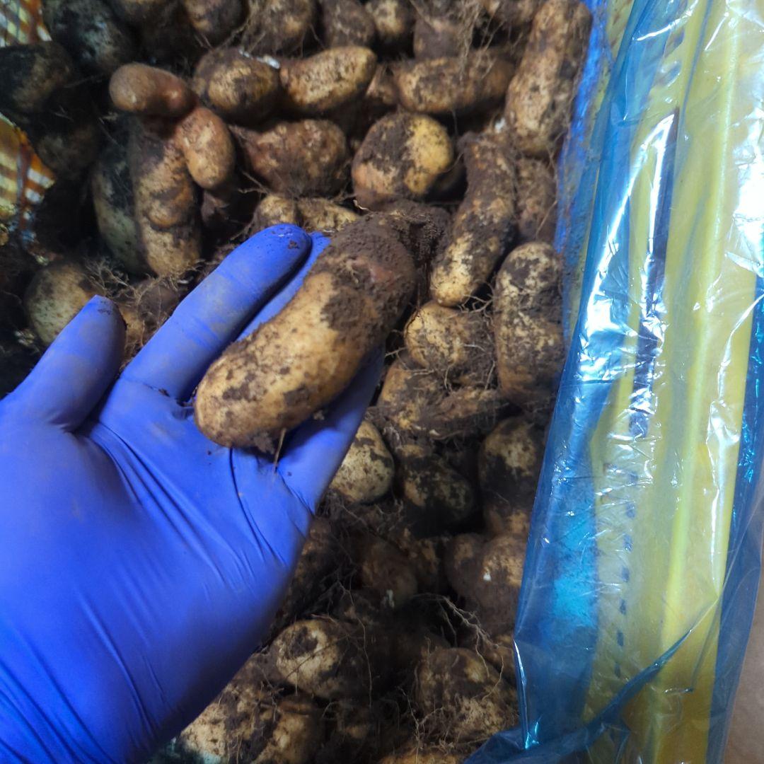 ★su★　新物　やまと芋　80kg　3~4月頃？　ご購入