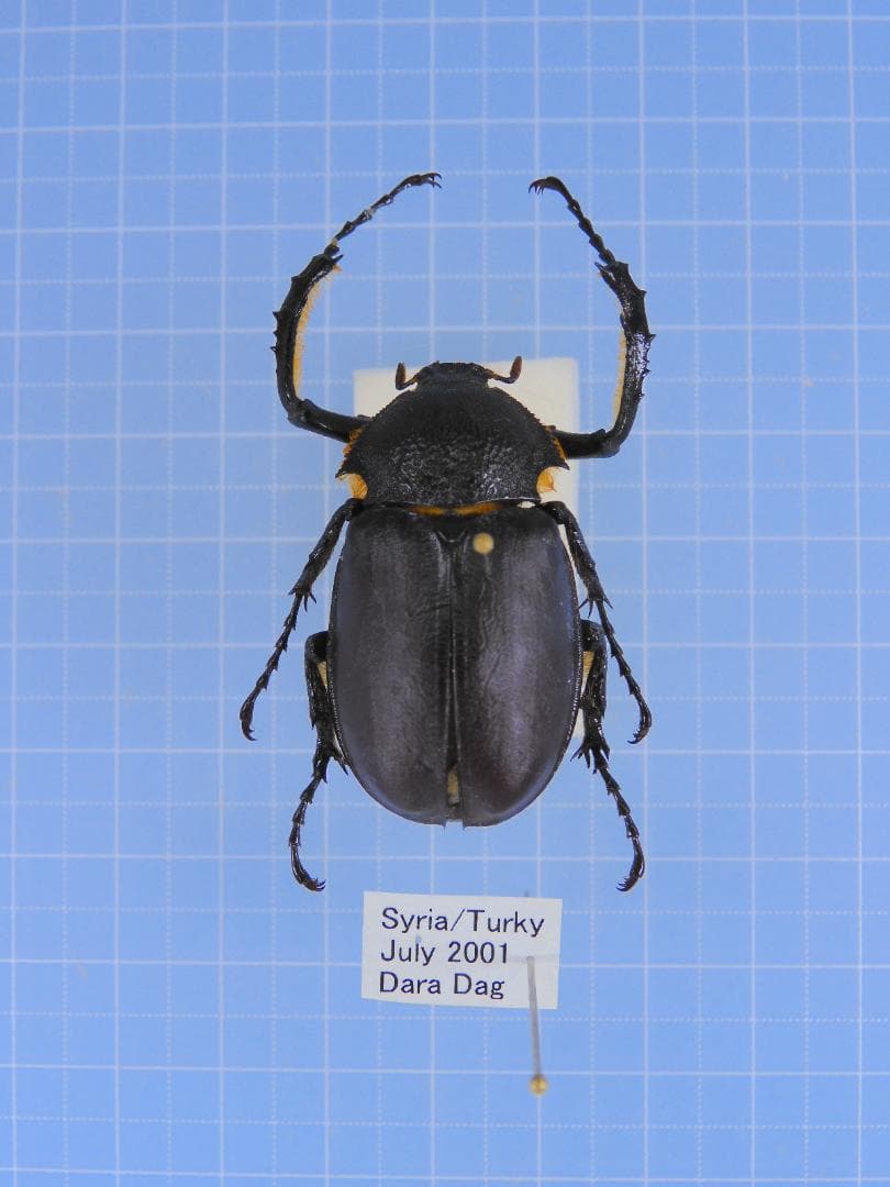 トルコヒメテナガ　35mm