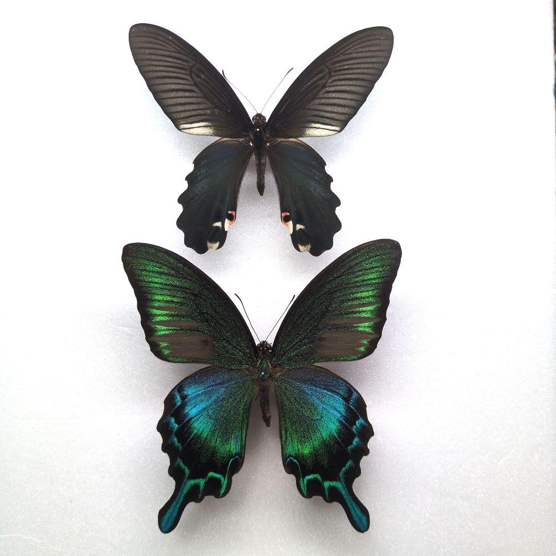 蝶標本　 クジャクチョウ