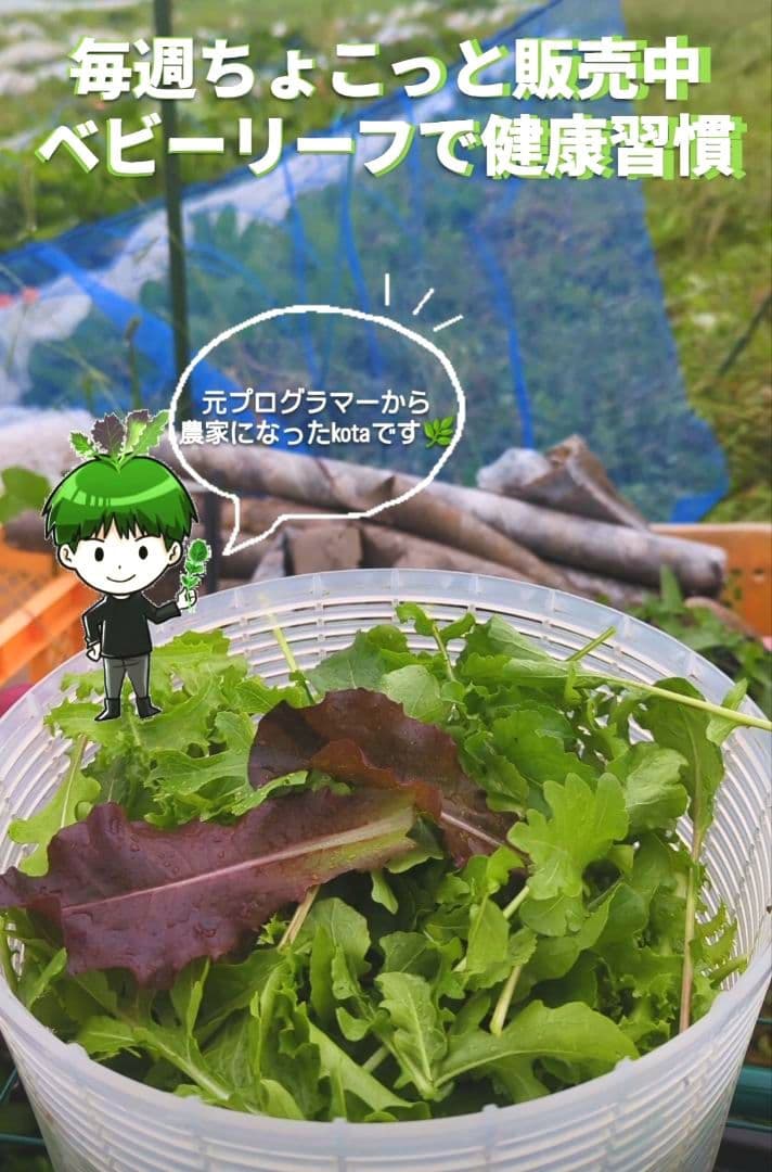 kota’s Baby Leaf（群馬県産　ベビーリーフ） コメント用