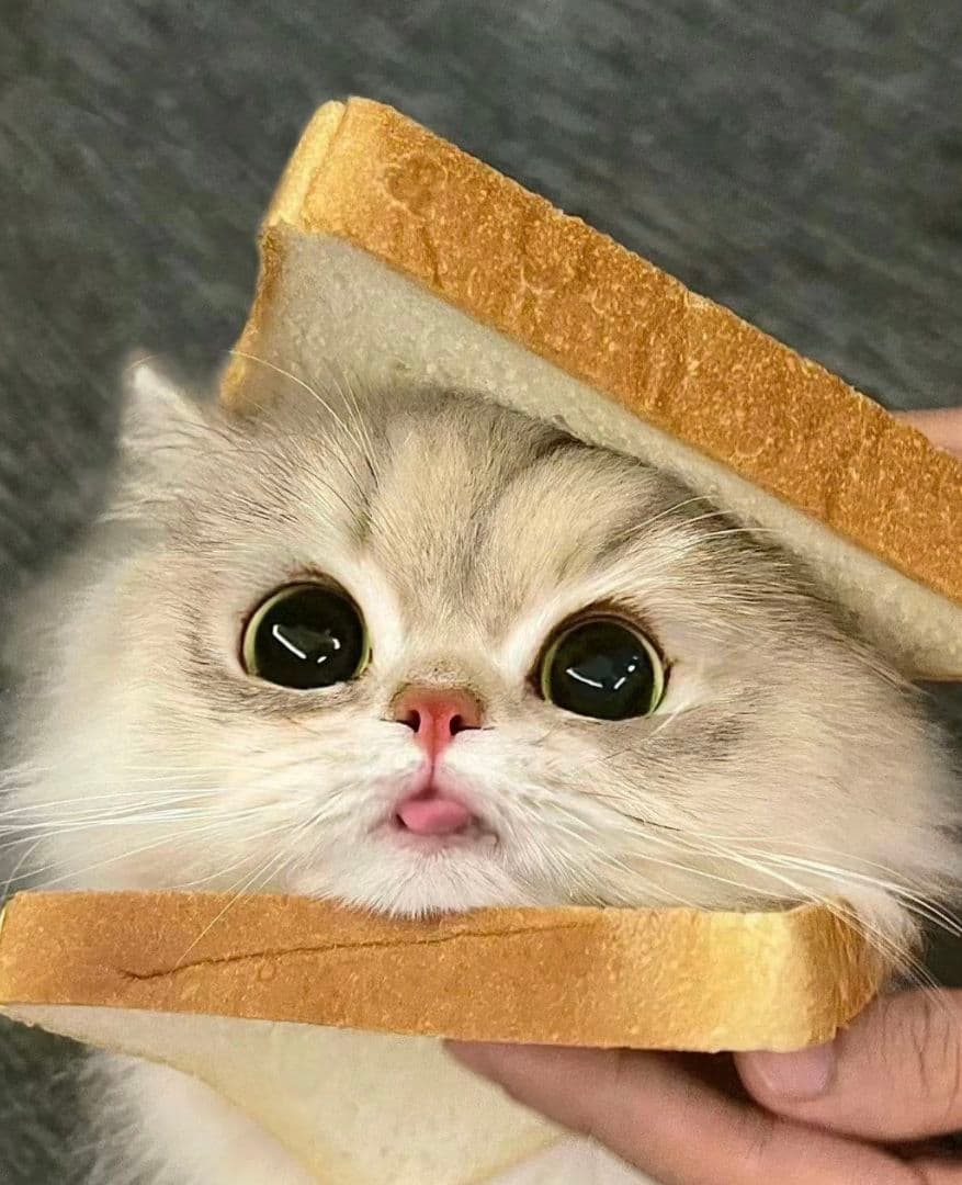 羽様、専用ページ