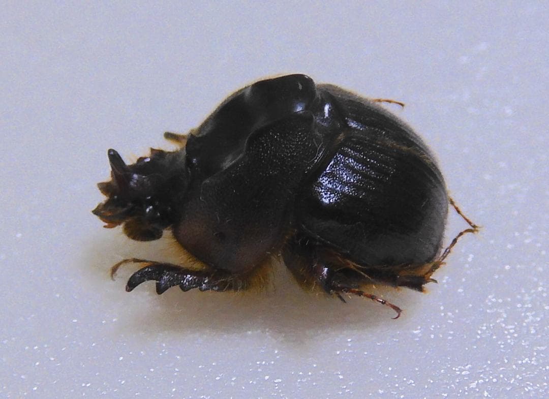 パラグアイ産センチコガネ 15mm