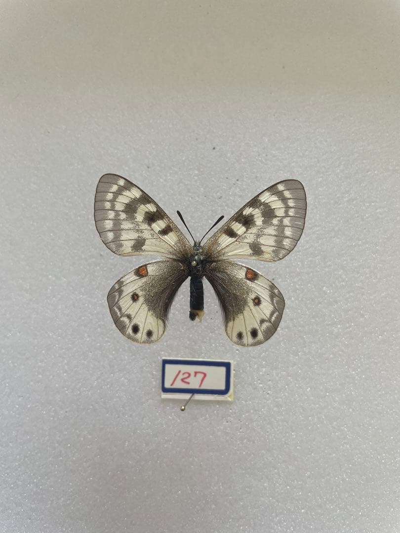 パルナシウス・スタウディンガー（1メス、ロシア）