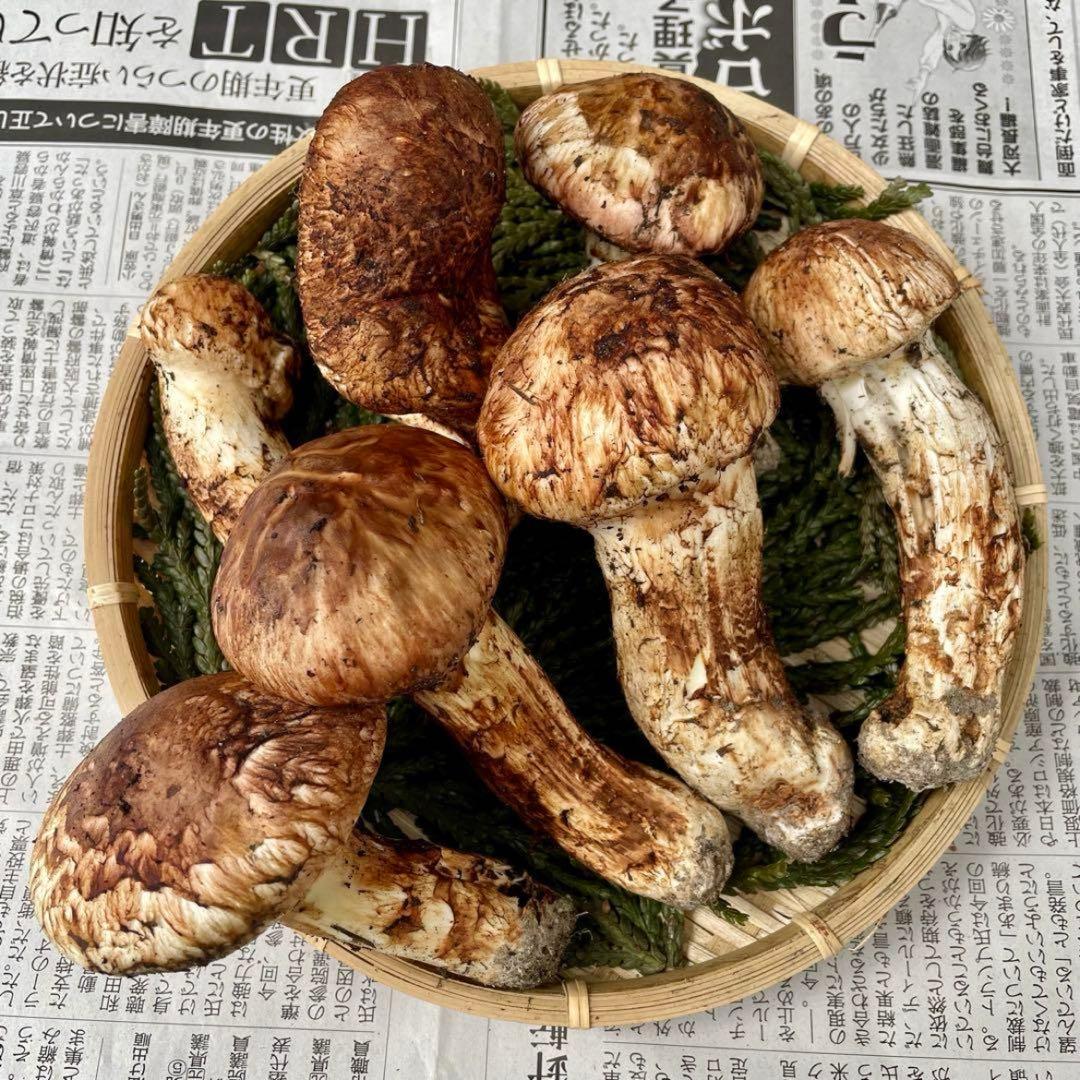 天然きのこ 松茸 国産 マツタケ まつたけ 大自然の凛さん採取その204