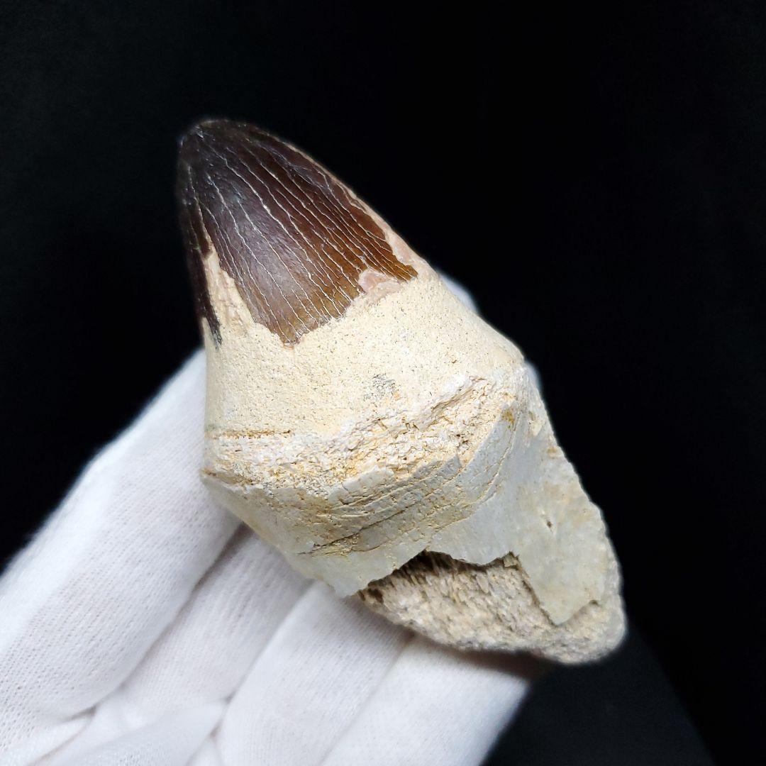 美品 歯根付き モササウルス 化石 歯 本物 モロッコ産 80mm mos82