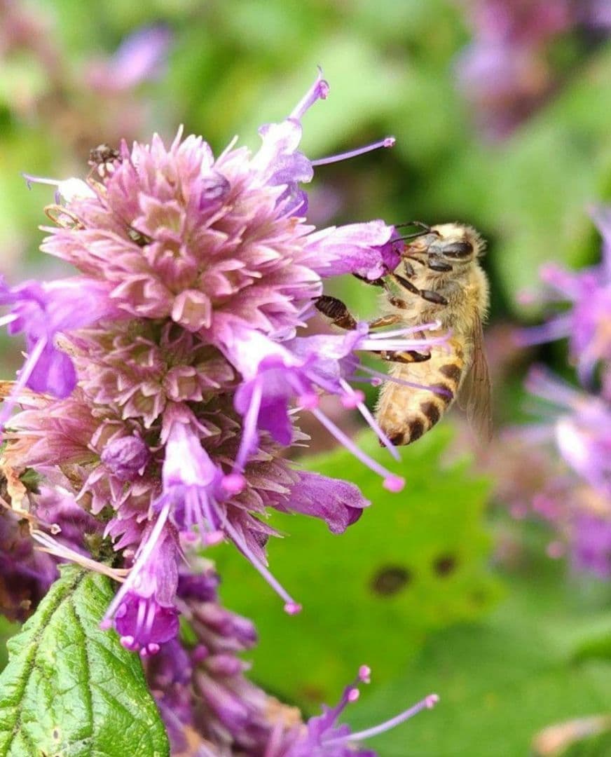 日本蜜蜂採りたて生蜂蜜(生巣蜜)368g＋蜂蜜600g×2本#6　　　　宮城県産