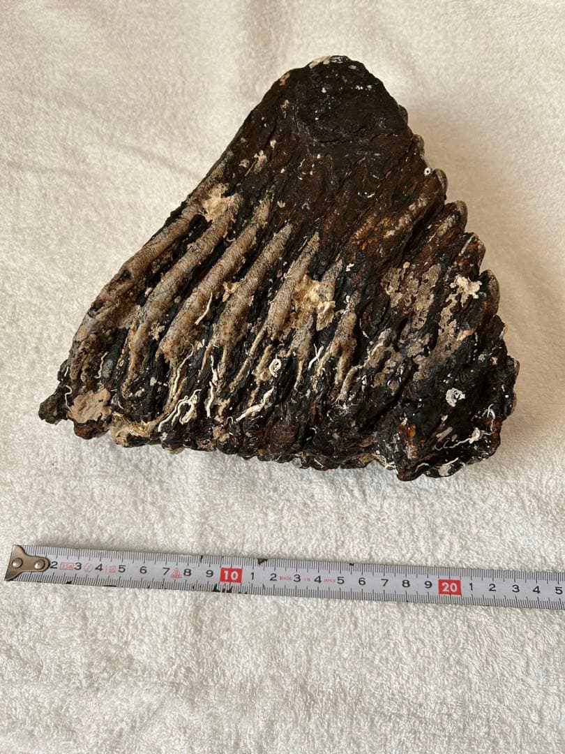 マンモス　ナウマンゾウ化石　臼歯