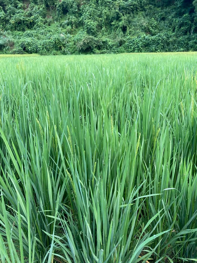 魚沼産コシヒカリ精米10㌔