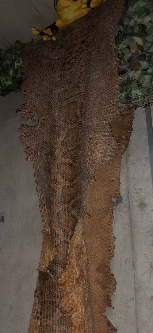 金運アップ　錦蛇の革　本物　６メーター　最終値下げ
