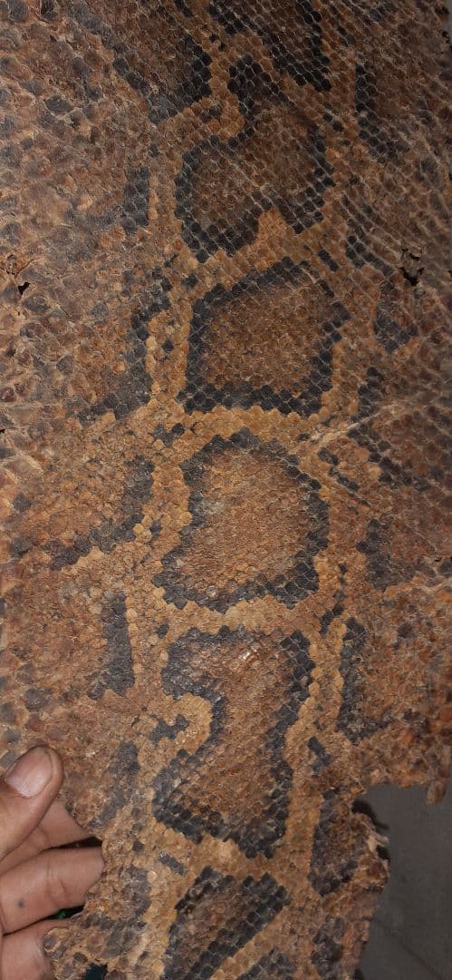 金運アップ　錦蛇の革　本物　６メーター　最終値下げ