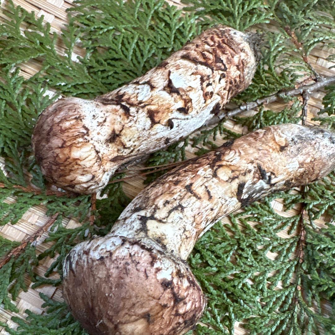 長野県南信州産‼️松茸 2本セット 106g 11/7朝採れ