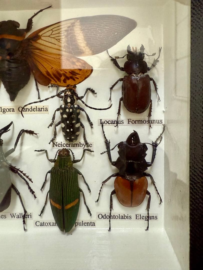 ガラス木箱入り昆虫標本 （セミ タマム シ クワガタ カミキリ カブト等10種)