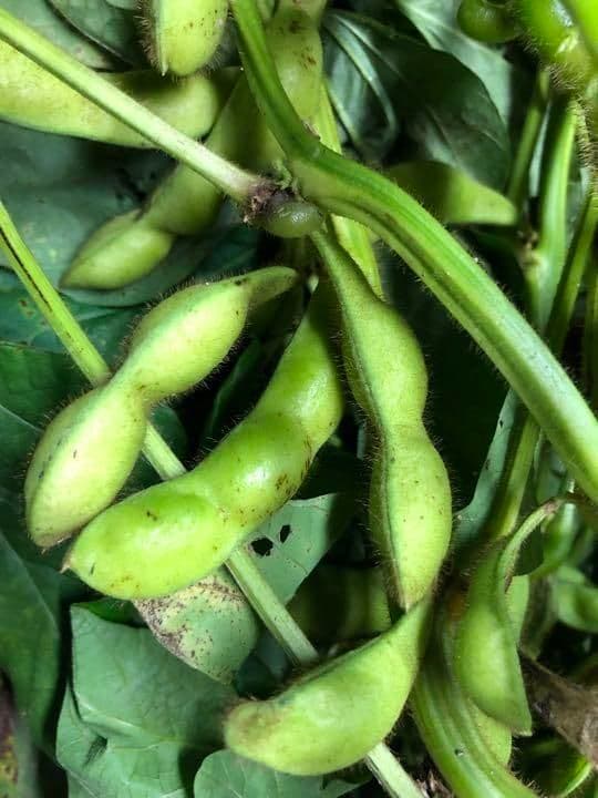 兵庫県丹波篠山市産 3.2キロ黒枝豆 さやのみ