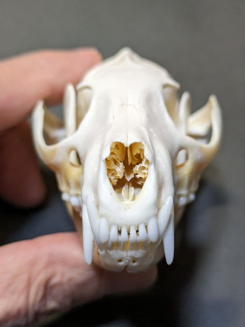 頭骨標本　珍獣パームシベット