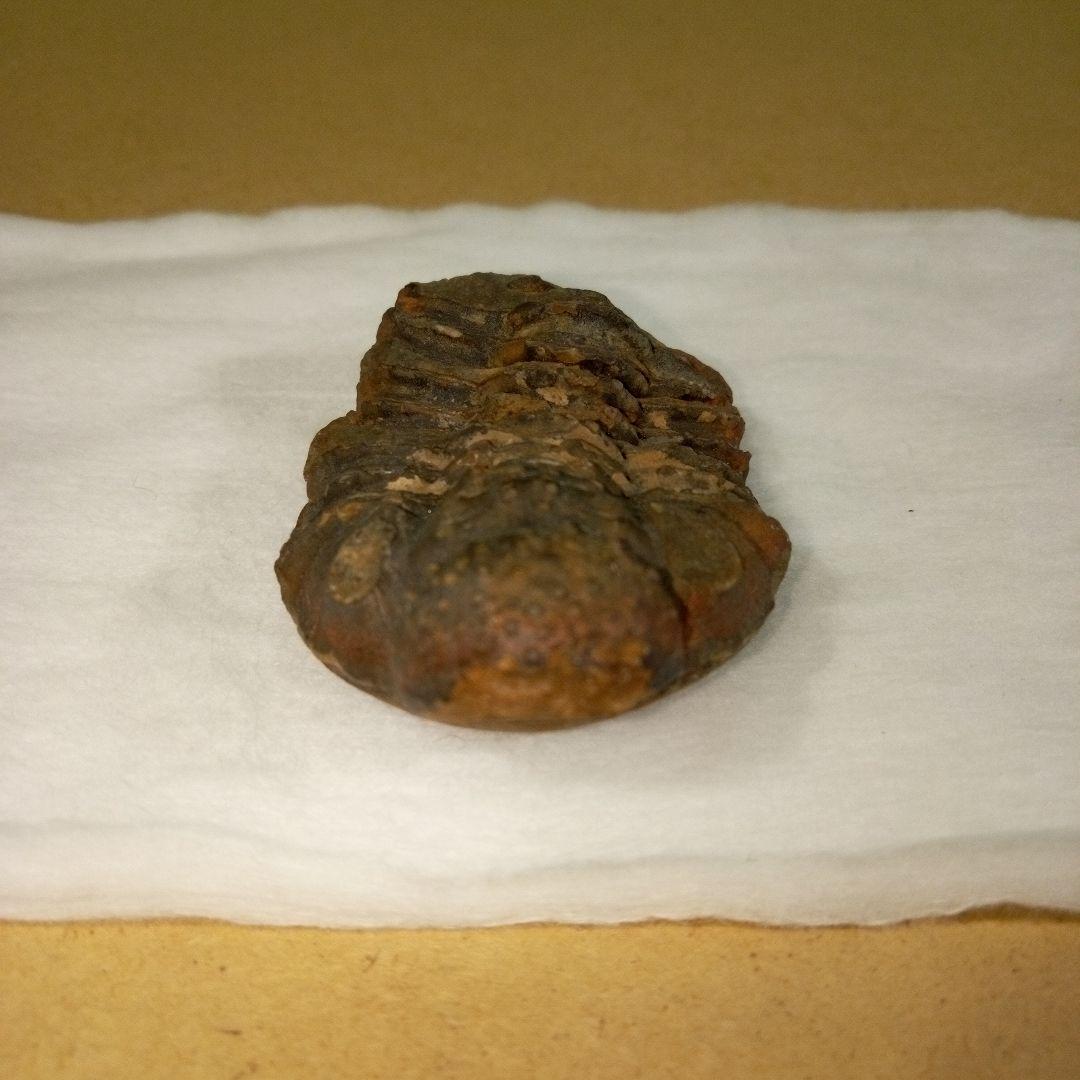 三葉虫　化石　三葉虫化石　究極のレトロ　fossil　ボリビア産　化石管理番号⑤