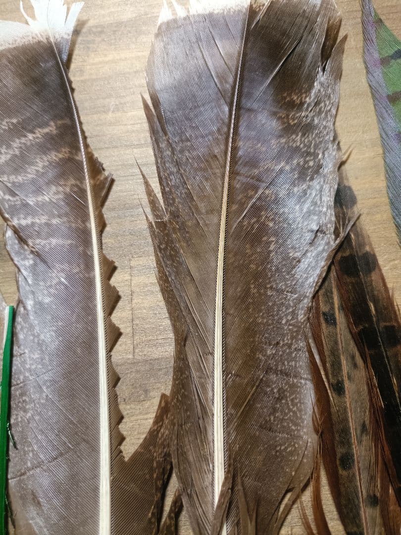 ​【希少】ゴールデンフェザント コンプリート ＆ ORVIS ピーコック セット