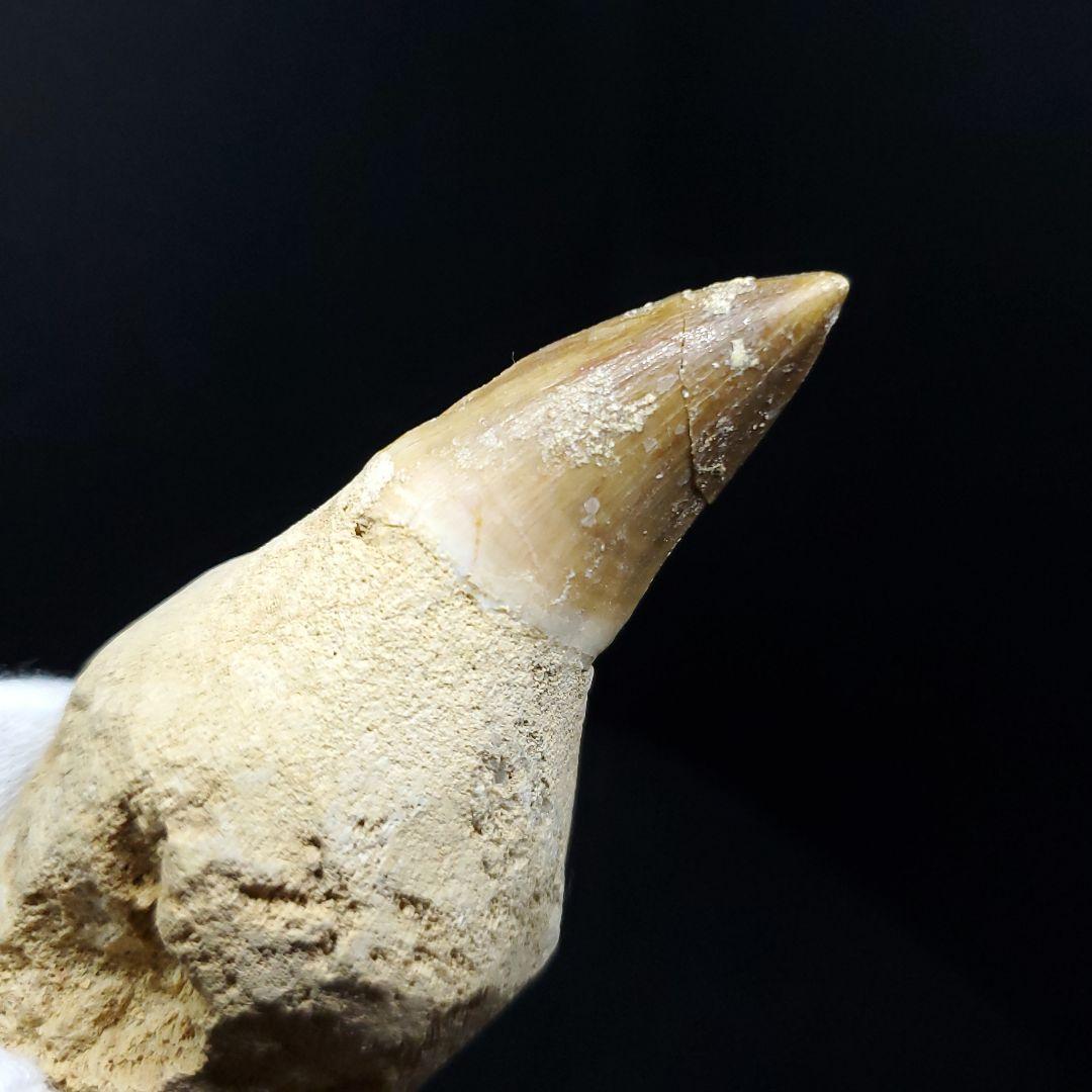 極上 歯根付き モササウルス 化石 歯 本物 85.68mm  mos30