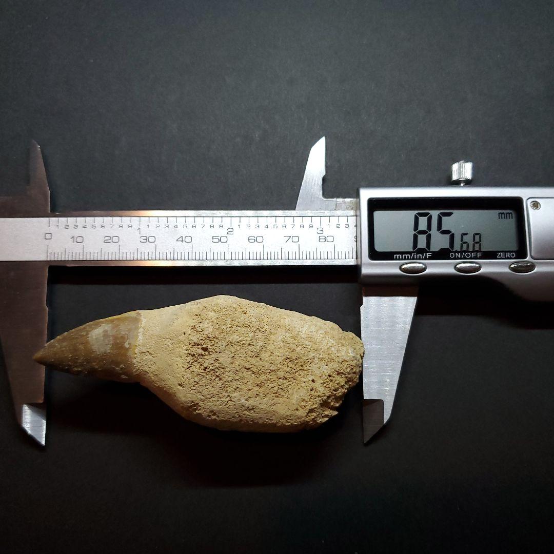 極上 歯根付き モササウルス 化石 歯 本物 85.68mm  mos30