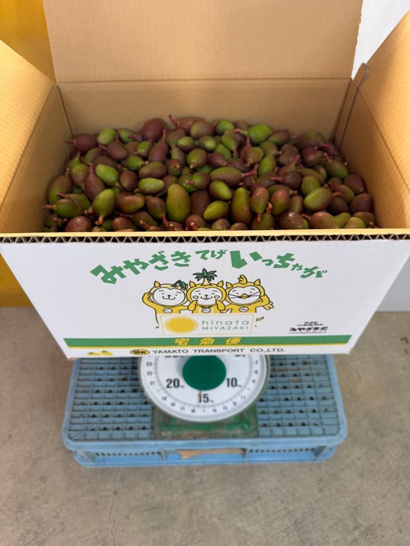 摘果マンゴー 15.5kg