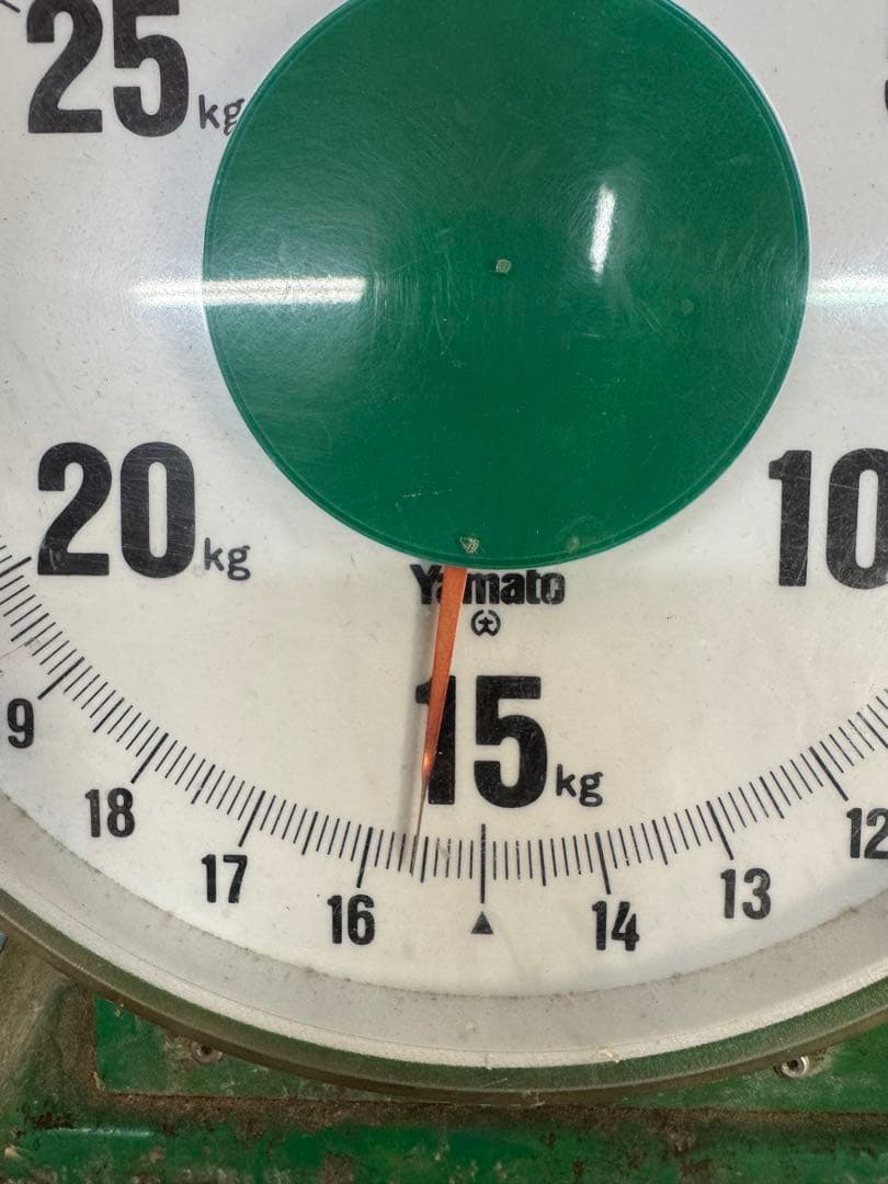 摘果マンゴー 15.5kg