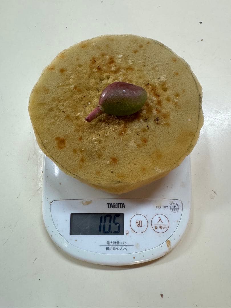 摘果マンゴー 15.5kg