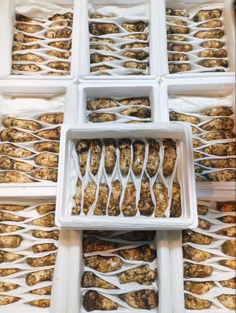 天までとどけ　　数量限定大特価！！つぼみS 約3kg