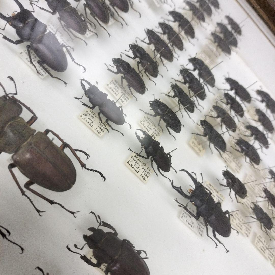 クワガタ標本箱　122匹　JAPAN