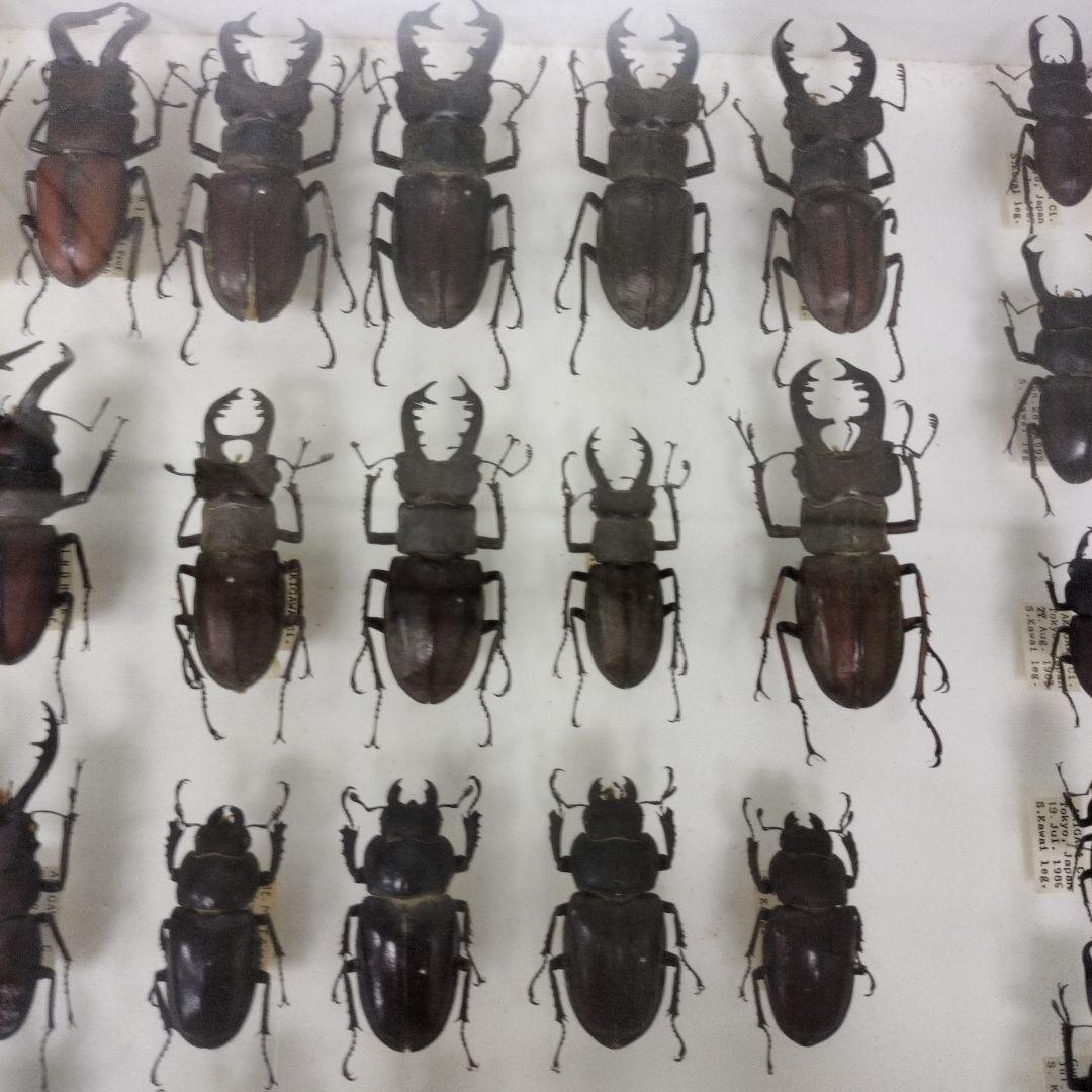 クワガタ標本箱　122匹　JAPAN
