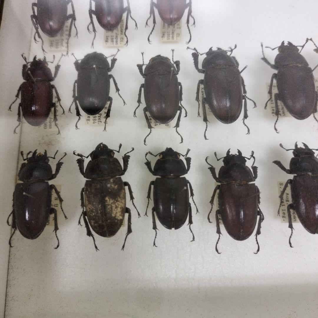 クワガタ標本箱　122匹　JAPAN