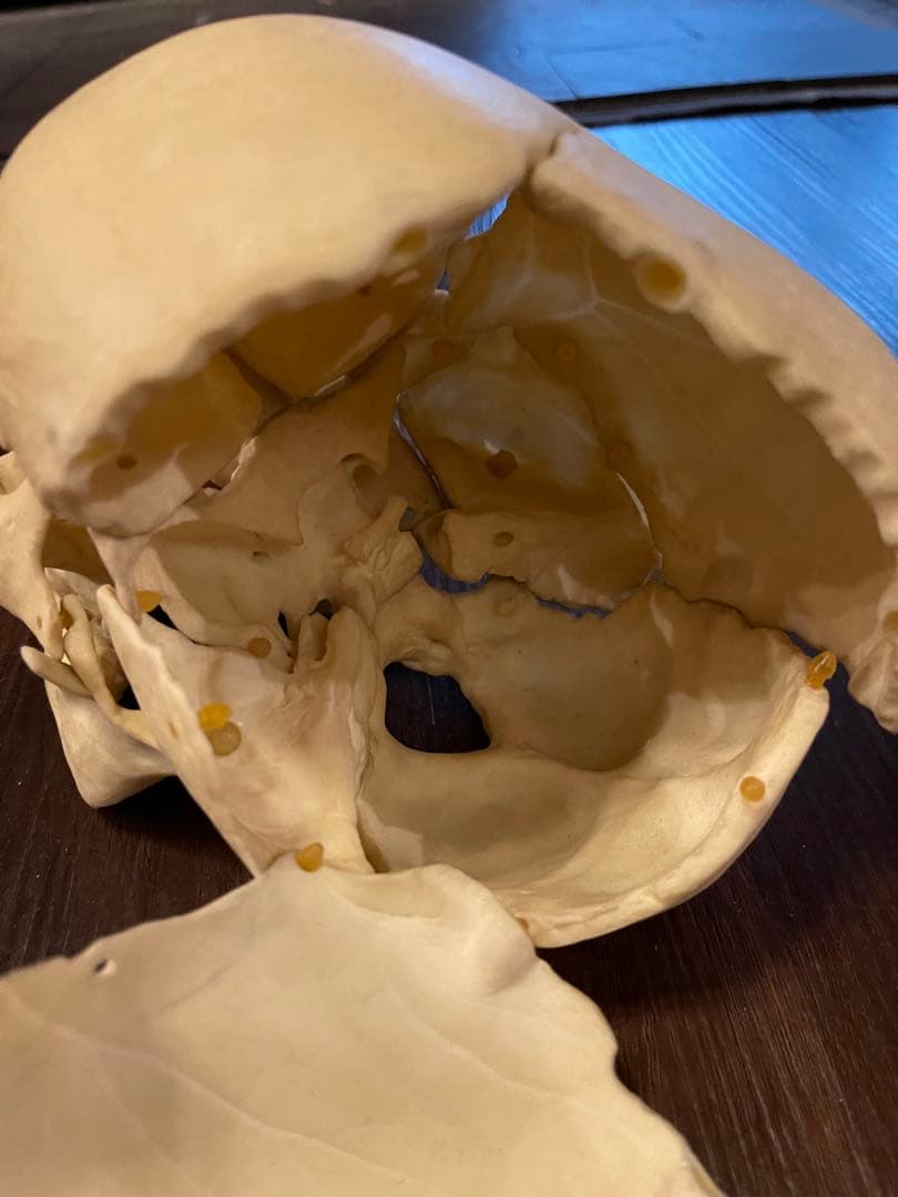 分解可能な人体模型 頭蓋骨模型　ゴム製