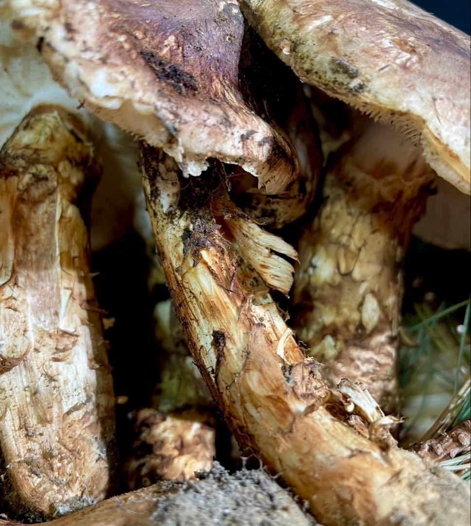 【大人気‼︎ 訳あり特価‼︎ 傘大量470g】 本日採れ‼︎ 松茸◆クール便発送◆