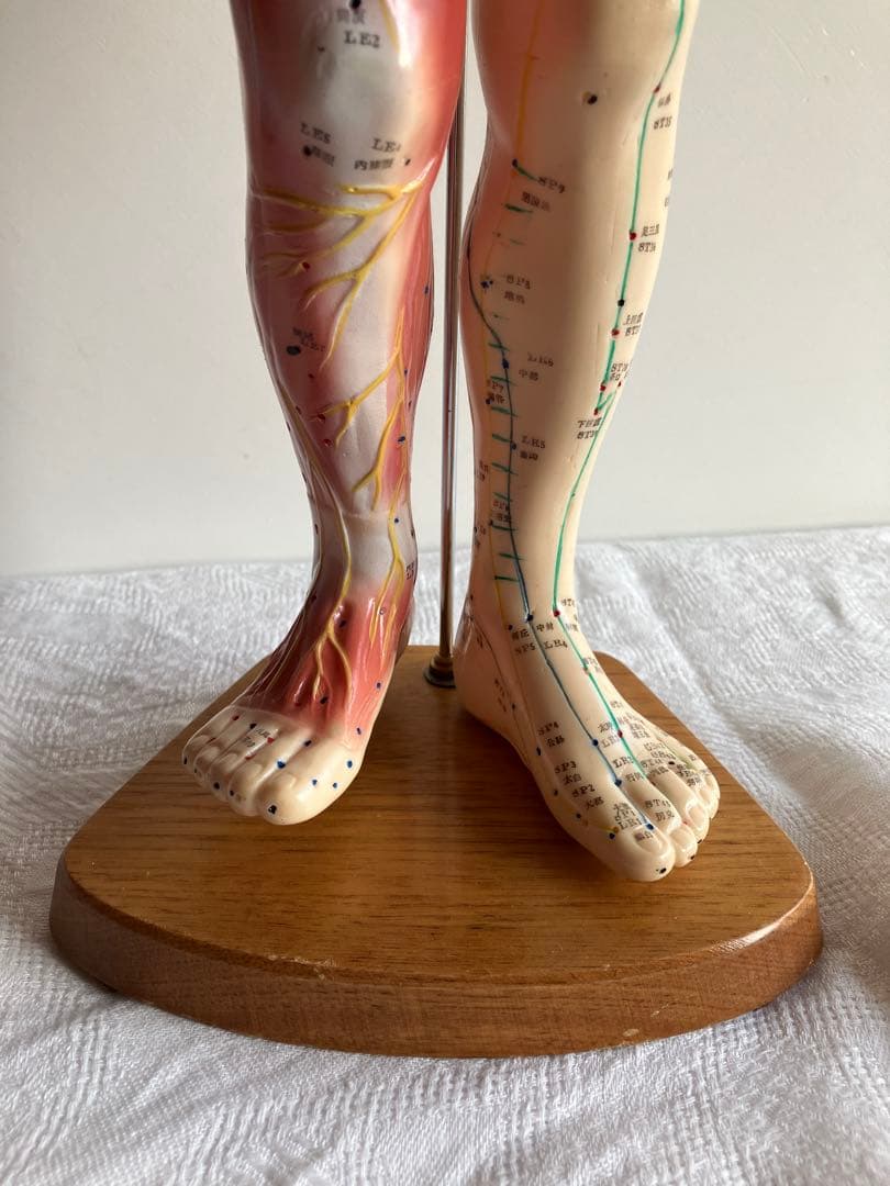人体経絡経穴モデル　鍼灸整体ツボ　東洋中医学教材　男性人形模型　56㎝