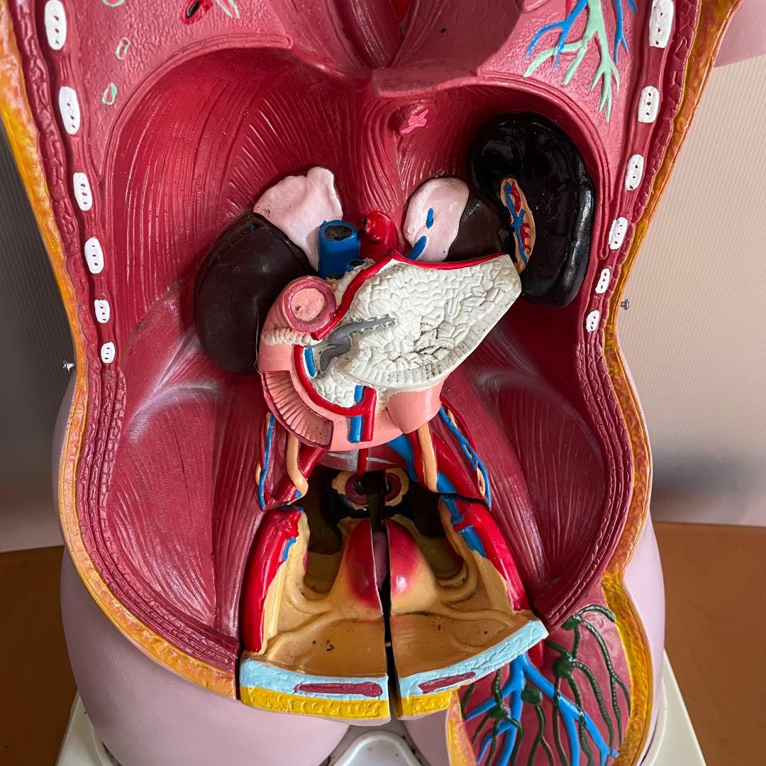 解剖学 内臓模型 トルソー 解剖模型 人体模型 標本 医療器具 大学病院 医学