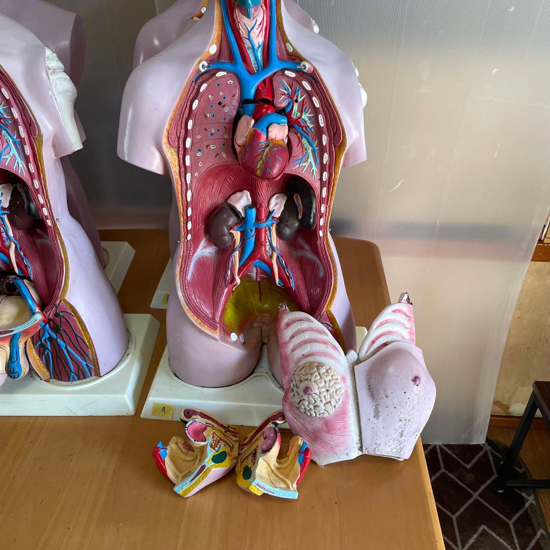 解剖学 内臓模型 トルソー 解剖模型 人体模型 標本 医療器具 大学病院 医学