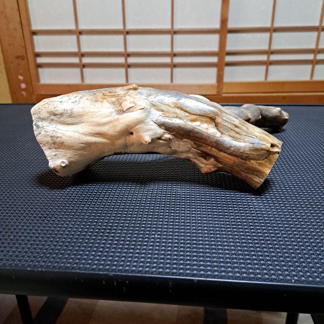 海松 深海松 レインボーコーラル 素材 原木