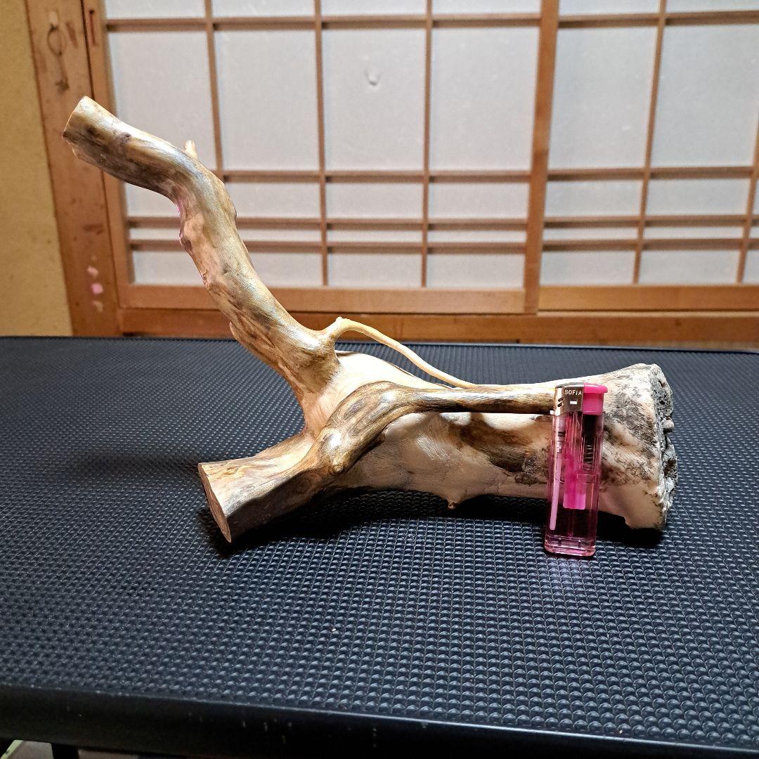 海松 深海松 レインボーコーラル 素材 原木