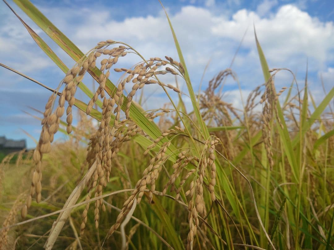 自然栽培 玄米 9kg 2025年産 コシヒカリ