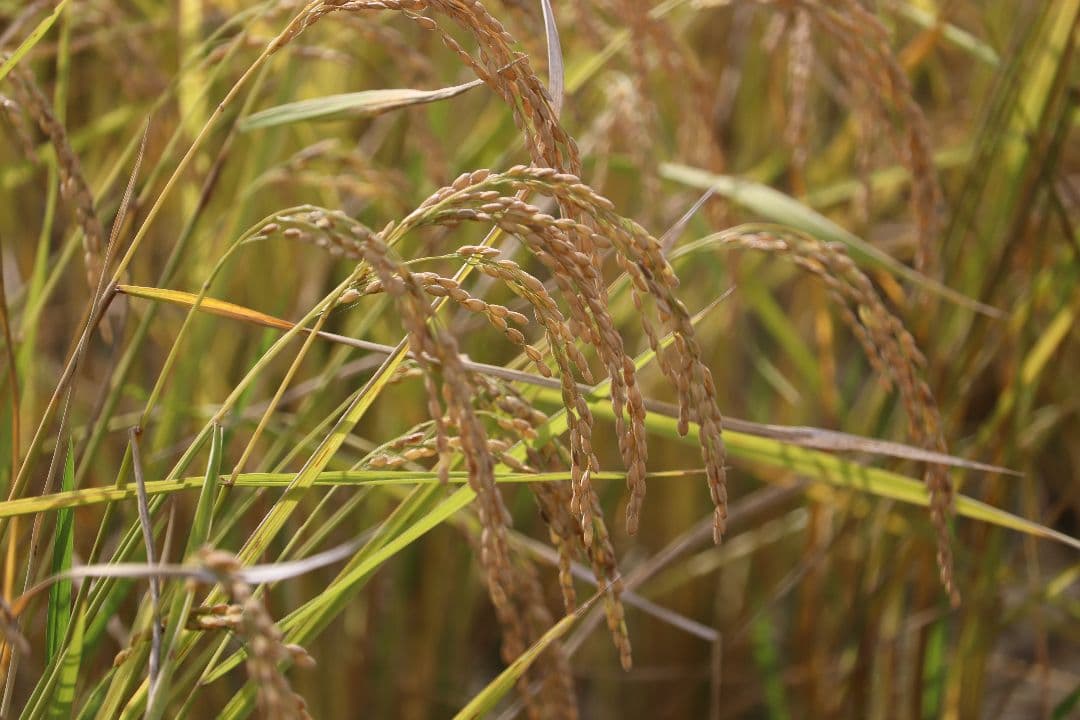 自然栽培 玄米 9kg 2025年産 コシヒカリ