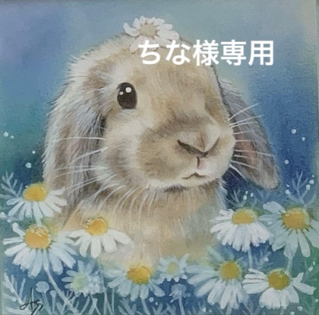 《応援価格！》バニーセレクション プロ シニア900g正規品×3袋＆試食品