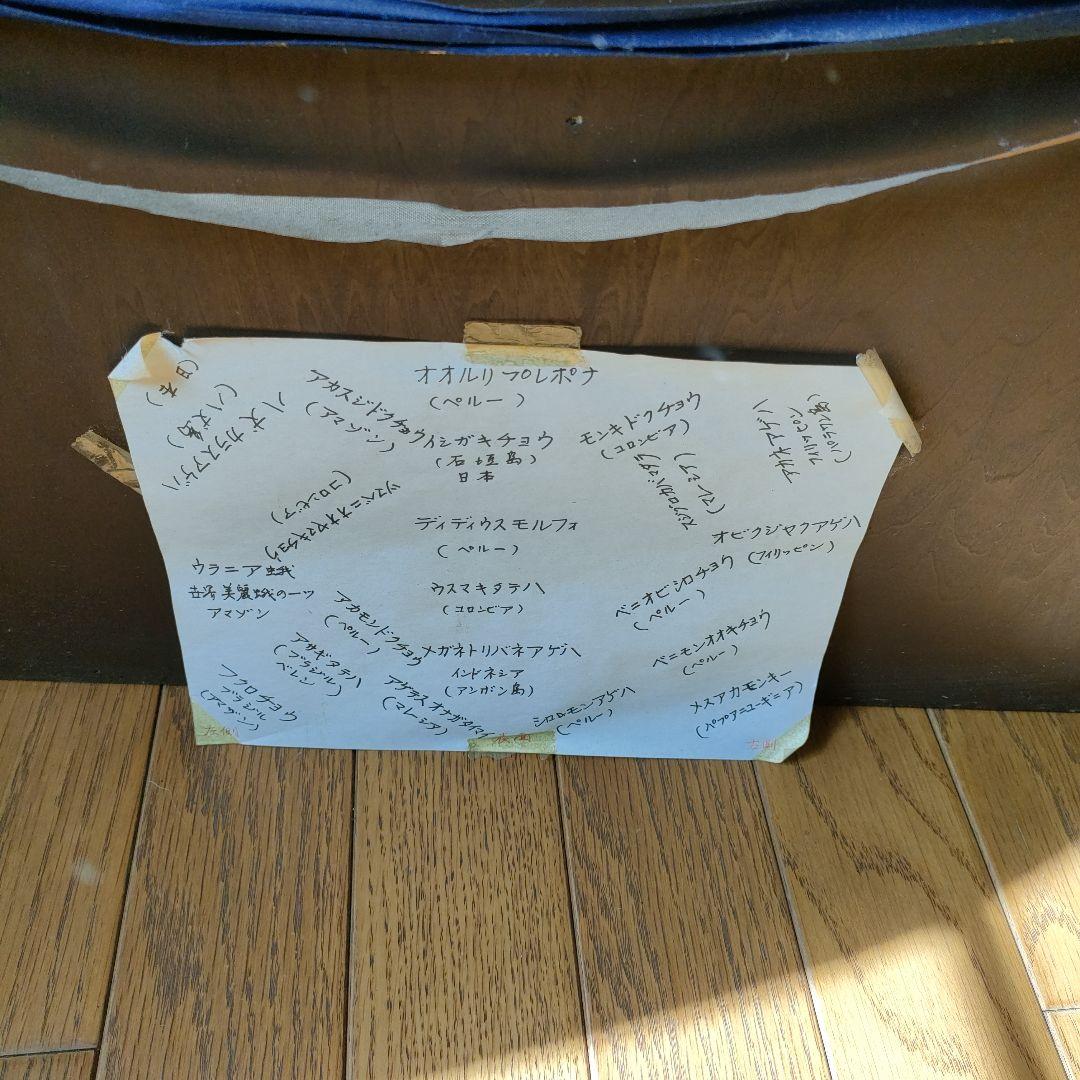 週末セール　蝶の標本 多種類 フレーム付き