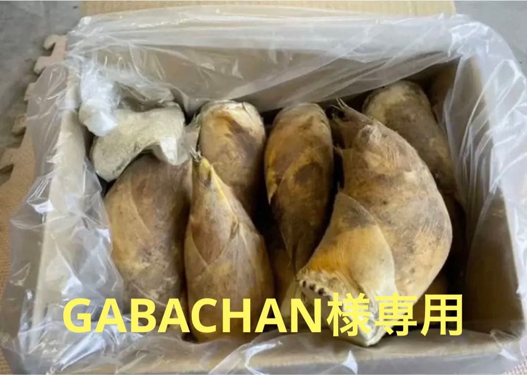 京都府山城産白子筍6キロ（クール便）