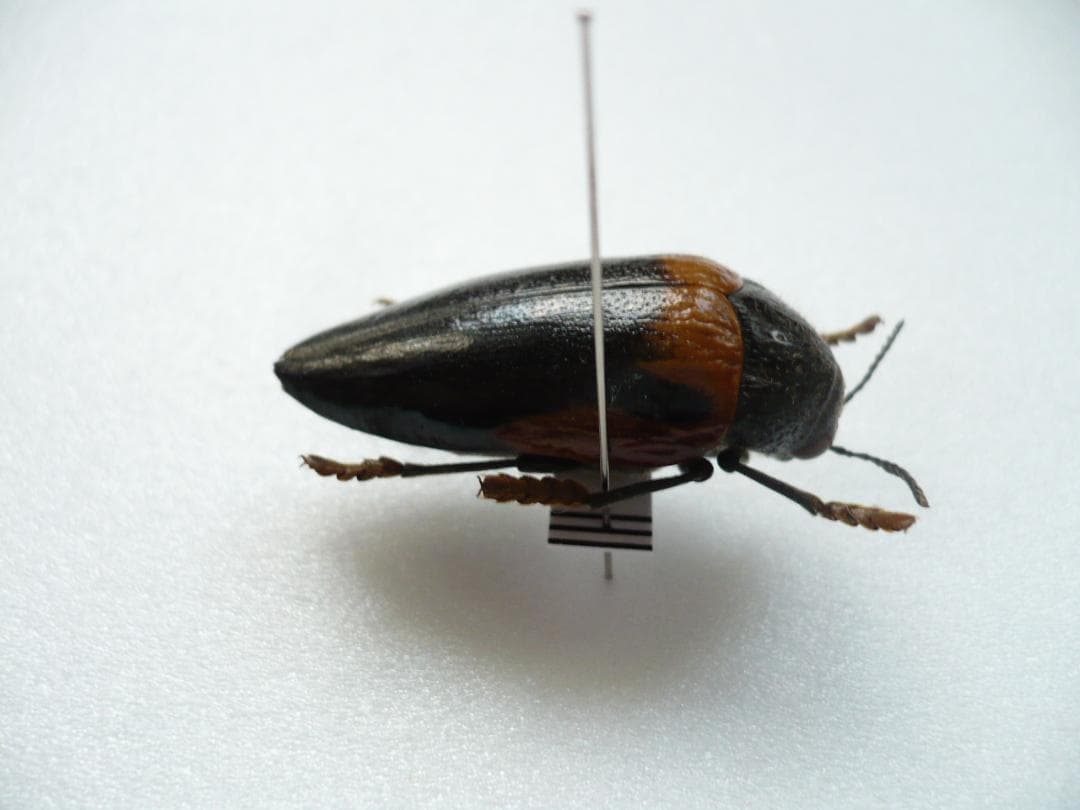 タンザニアのタマムシ Sternocera tricolor