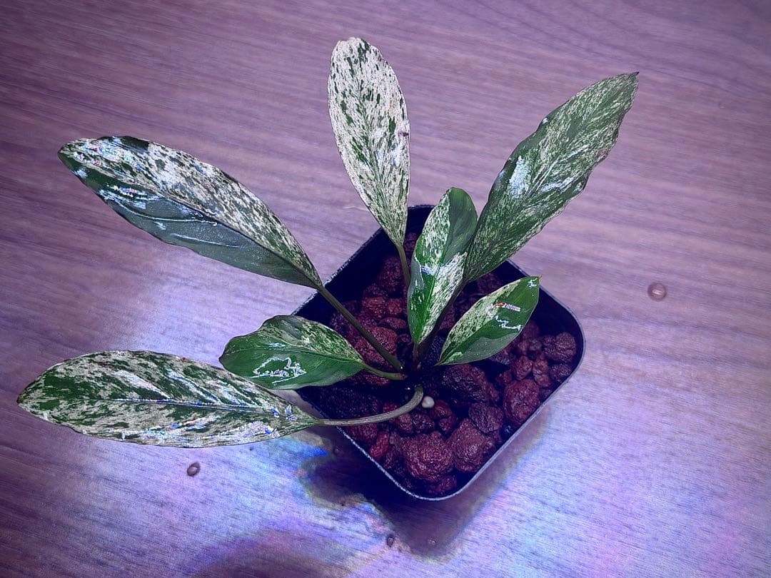 ブセファランドラ　斑入り株　Pipto Variegata