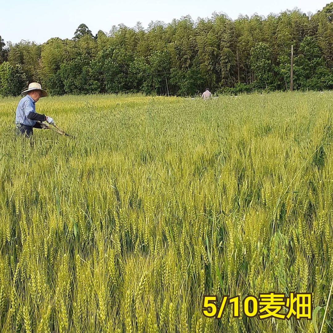 自然栽培玄麦　13kg 熊本県産